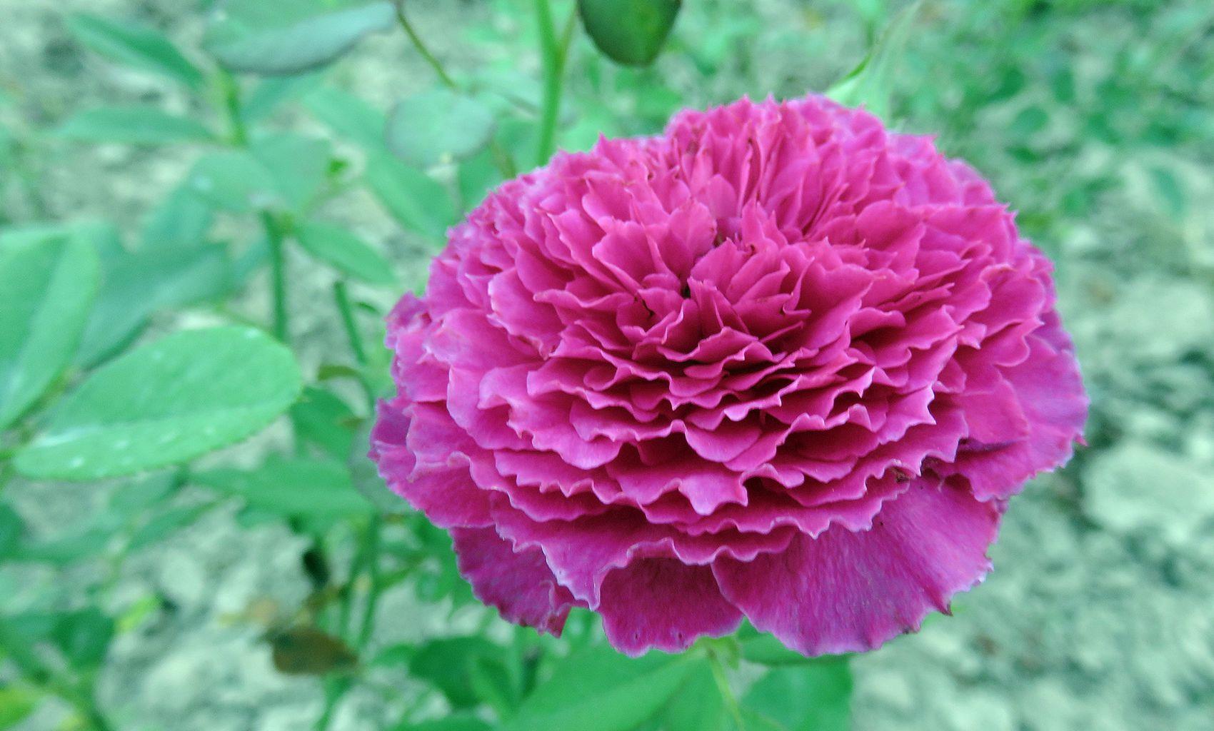 最像牡丹的月季花,花色漂亮,芳香四溢,一年四季开花,值得拥有