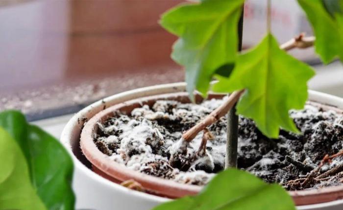 花里面的土发霉 盆栽植物的土壤发霉不要大惊小怪 知道这个小技巧 轻轻松松搞定 上海轩冶木业有限公司