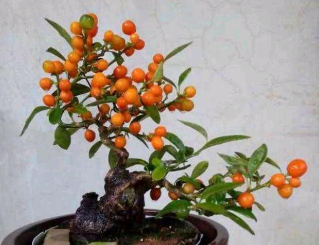 到了四五月,由于温度的不同,各地的金豆会陆续进入花期,金豆开花时