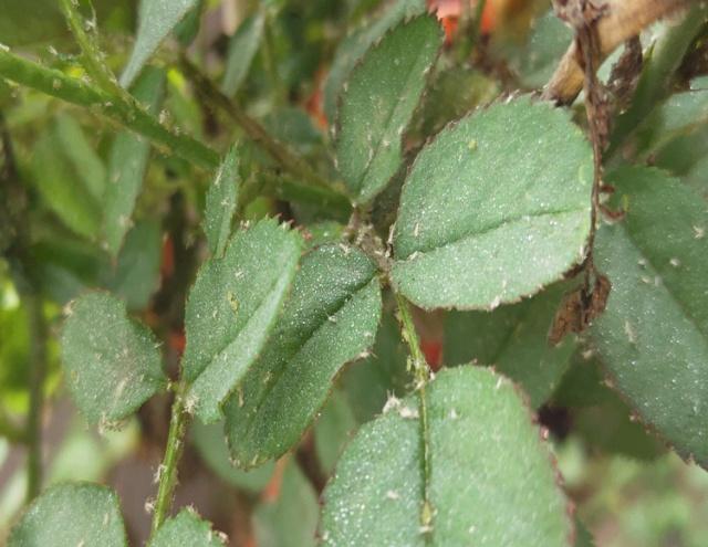 "蚜虫"铺满了月季,拿什么消灭?教你4个小方法,很快就消灭光