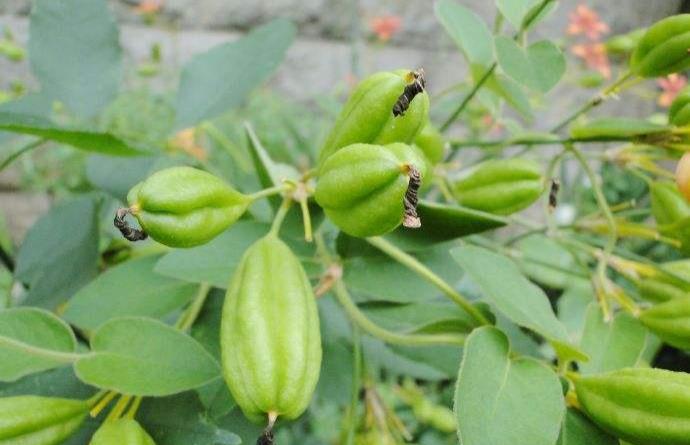 萱草|园林绿化|栽培_新浪新闻