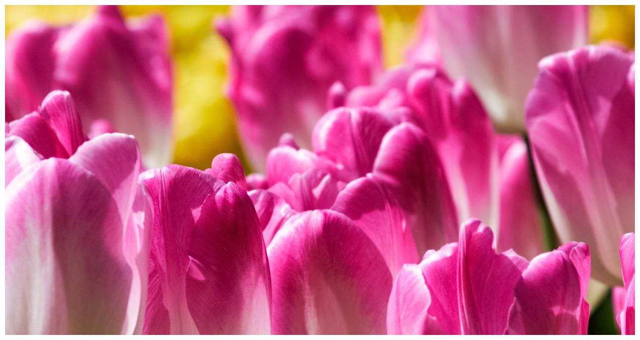 今后1月,四大星座桃花灿烂朵朵开,事业迎来高峰,收入节节高升休闲区蓝鸢梦想 - Www.slyday.coM 今后1月,四大星座桃花灿烂朵朵开,事业迎来高峰,收入节节高升休闲区蓝鸢梦想 - Www.slyday.coM