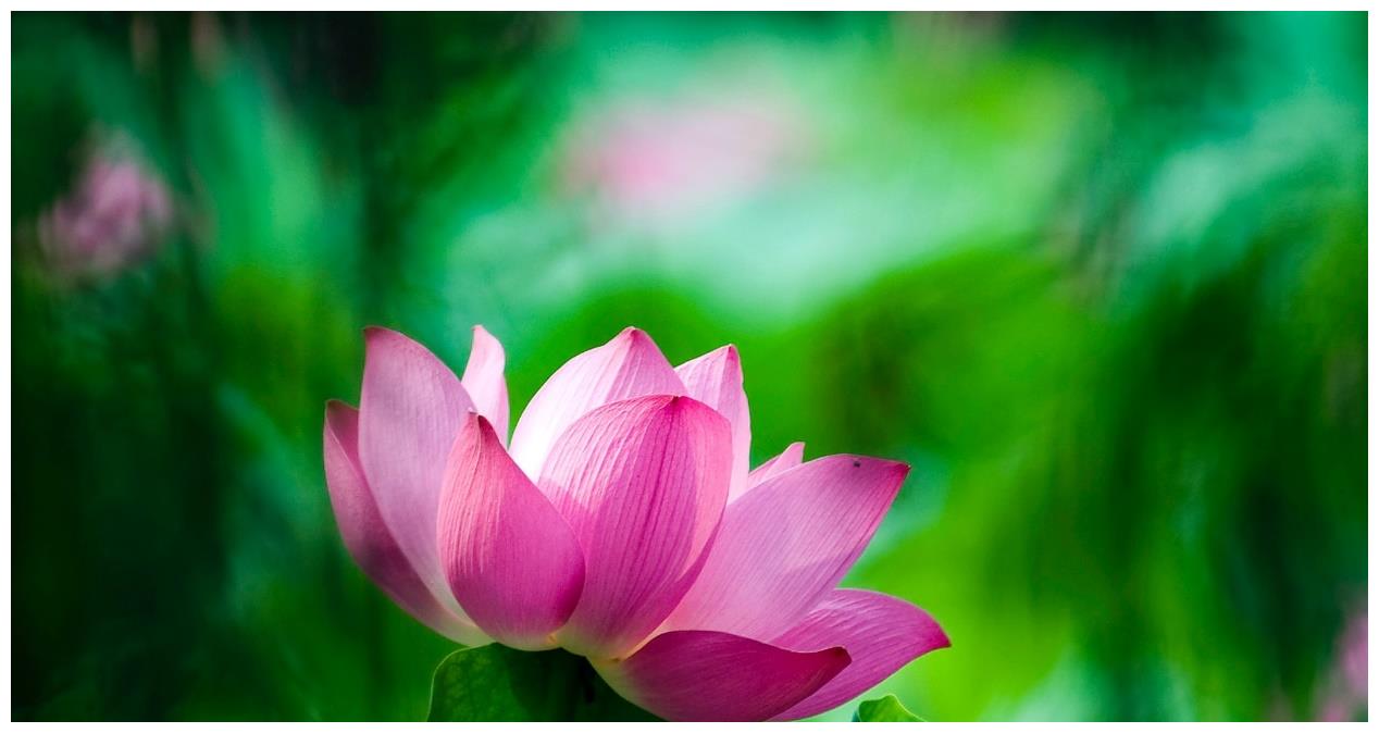 今后1月,四大星座桃花灿烂朵朵开,事业迎来高峰,收入节节高升休闲区蓝鸢梦想 - Www.slyday.coM 今后1月,四大星座桃花灿烂朵朵开,事业迎来高峰,收入节节高升休闲区蓝鸢梦想 - Www.slyday.coM