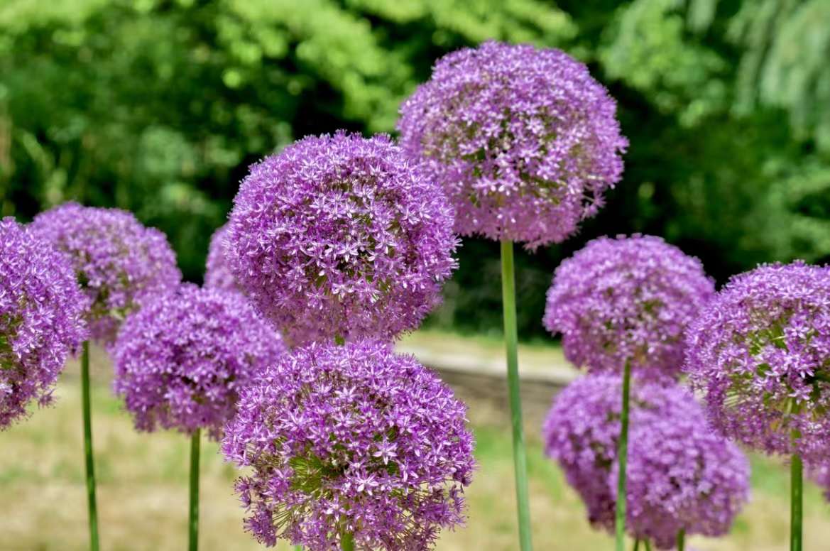 美丽的紫色“绒球”大花葱（武汉植物园）