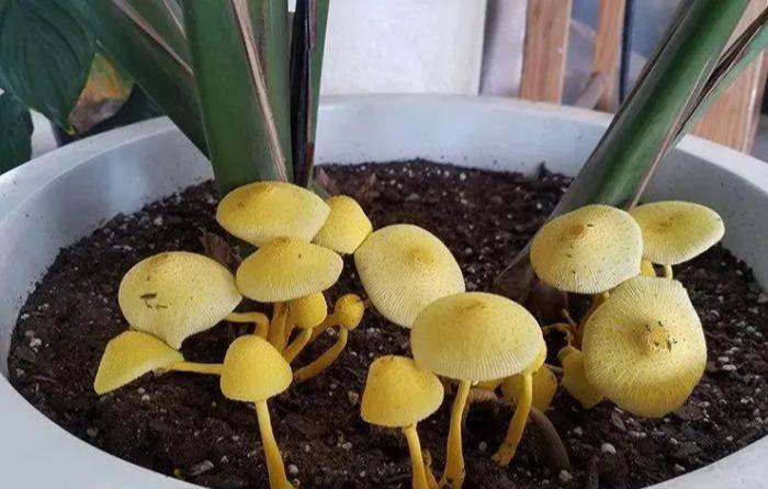 花里面的土发霉 盆栽植物的土壤发霉不要大惊小怪 知道这个小技巧 轻轻松松搞定 上海轩冶木业有限公司