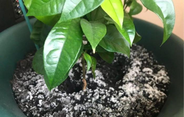 花里面的土发霉 盆栽植物的土壤发霉不要大惊小怪 知道这个小技巧 轻轻松松搞定 上海轩冶木业有限公司