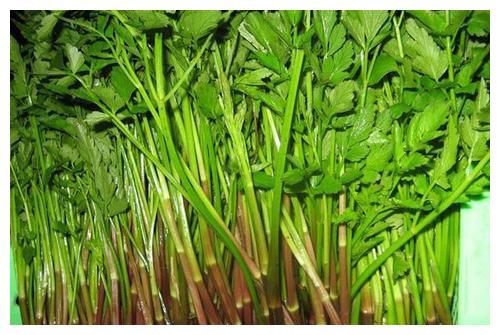 农村此7种野菜遍地都是,最适合清明节前后采摘,城里人有钱难买