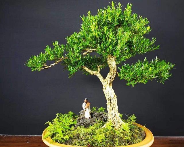 小叶黄杨有哪些种类适合室内养吗怎样才能让它更美