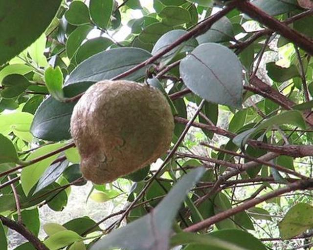 这种果子叫"茶泡",必须满足3个条件才能活下来了,种植太困难