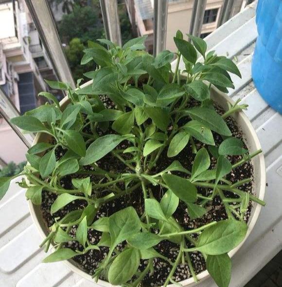 春天养盆矮牵牛,修修剪剪,花开几千朵,天天"吹喇叭"|矮牵牛|花开|分枝