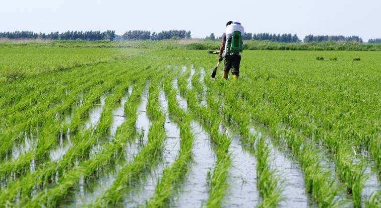 贵州山区种辣椒，土壤偏酸，施肥有啥要特别注意的不？