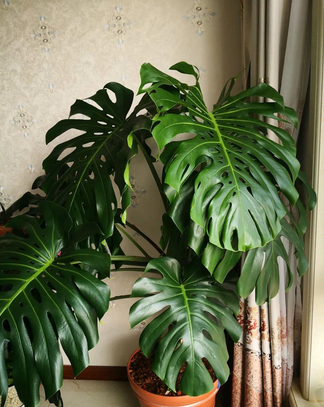 超耐阴的大叶植物,摆客厅吸废气,养一棵家里变森林!