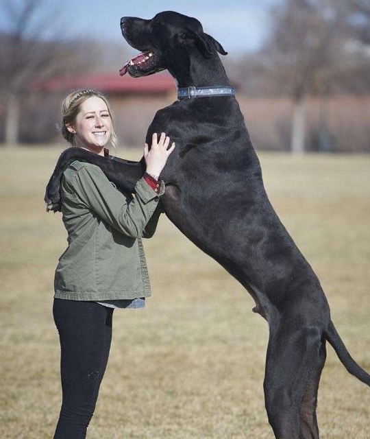 很多喜欢大丹犬的朋友都是被这种狗狗的高大身材所吸引,确实,这种狗狗