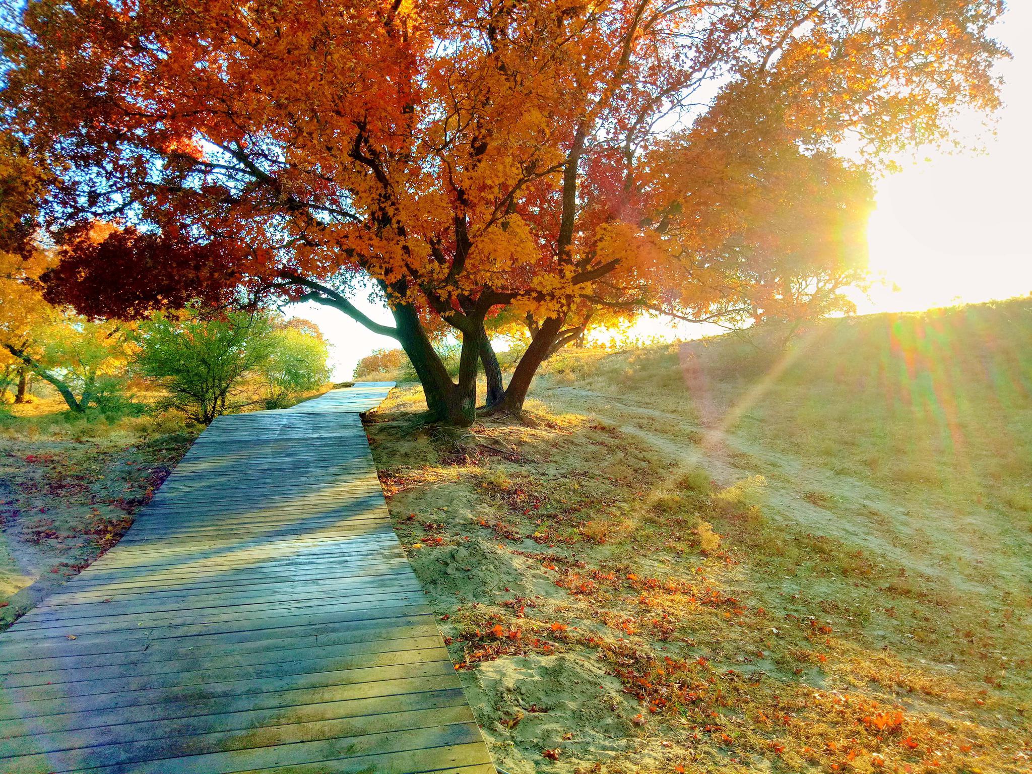 夕阳下的树,原创拍摄