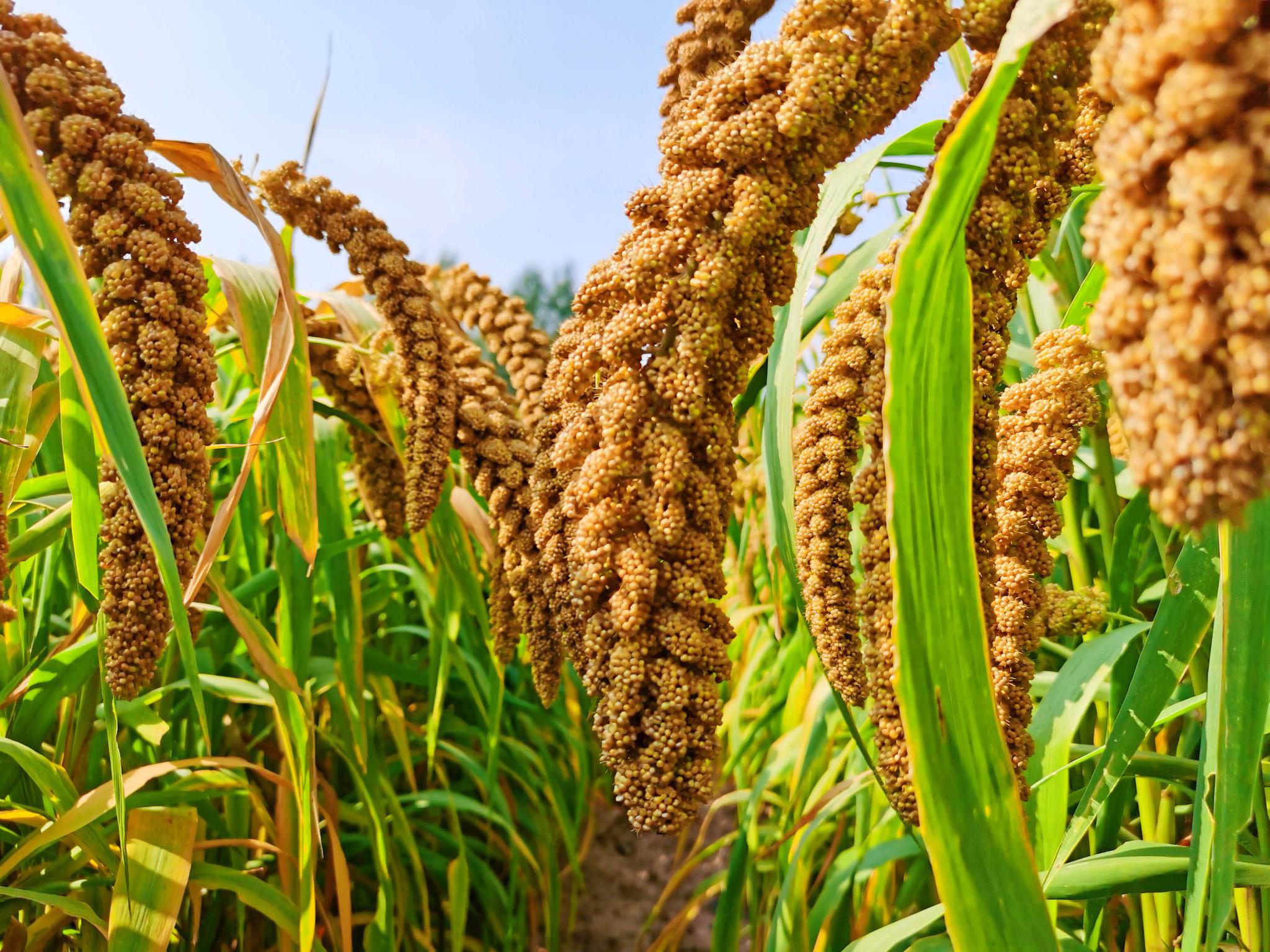 沉甸甸的谷穗原创拍摄