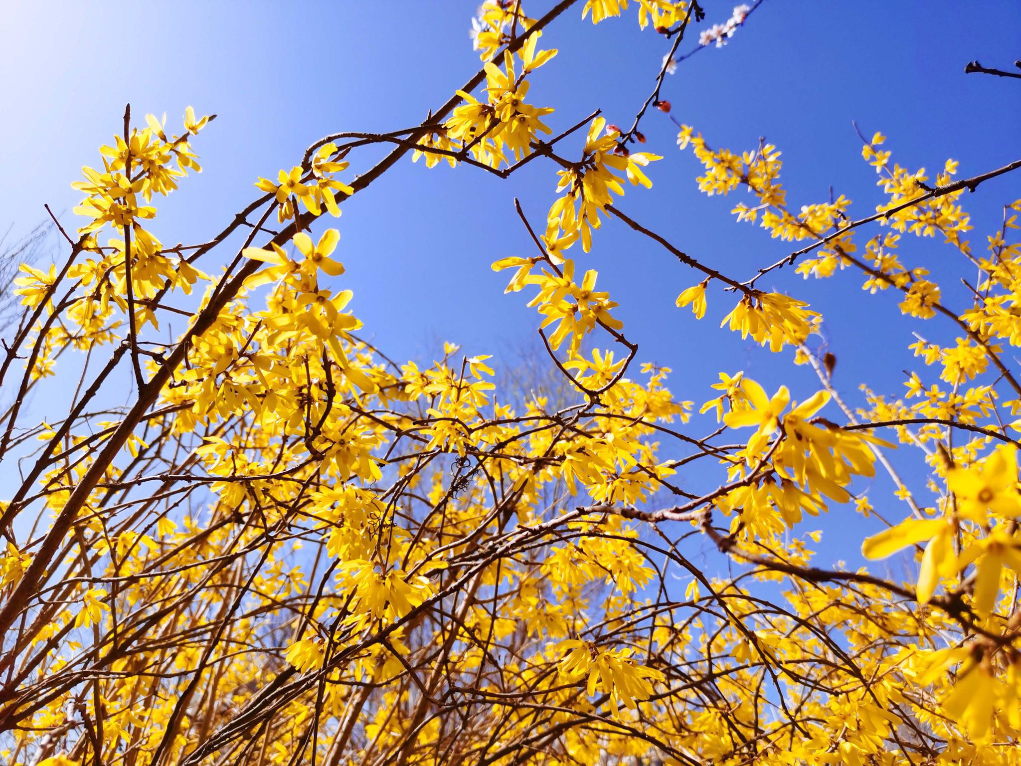 明亮蓝天白云下一望无际广阔的金灿灿的麦田成熟的麦田田野自然风景图希望的田野二十四节气24节气芒种_风景 - logo设计网