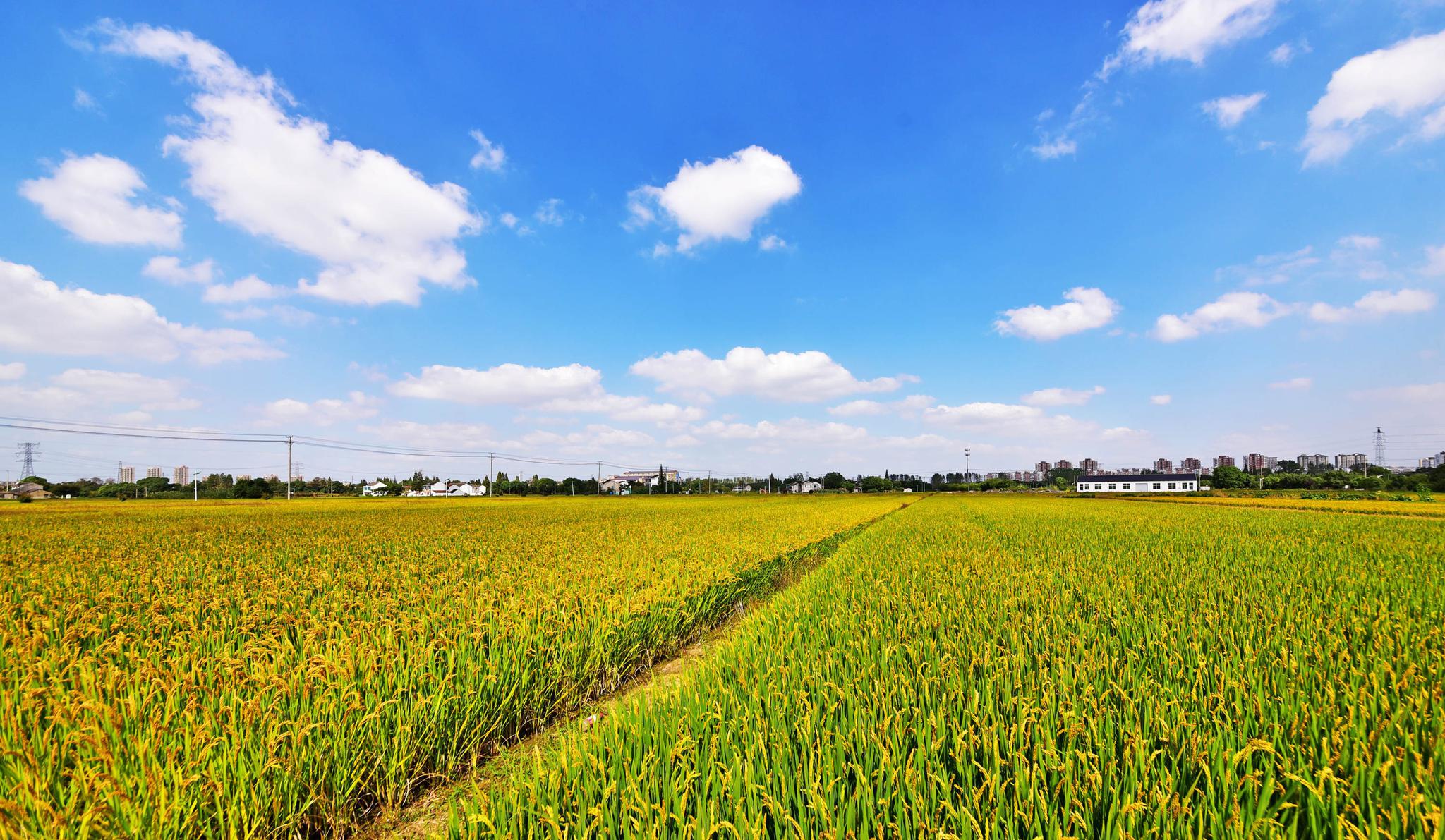 丰收的田野谨以此片告慰袁老一路走好