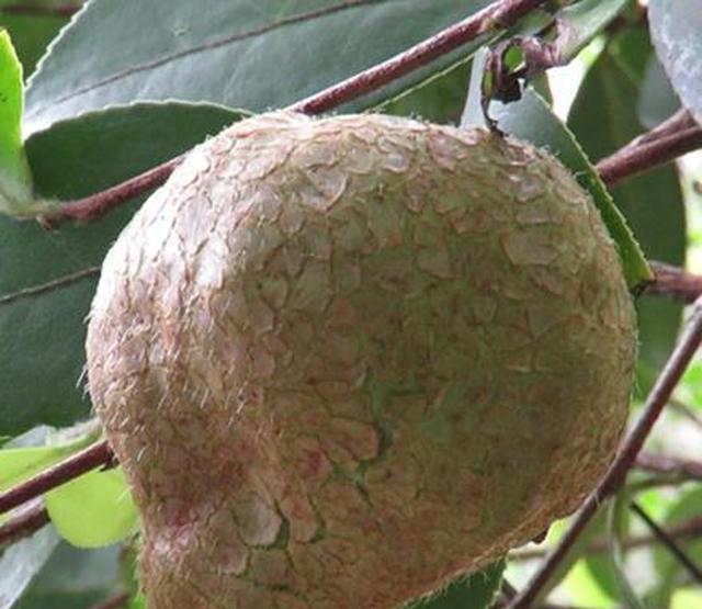 这种果子叫"茶泡",必须满足3个条件才能活下来了,种植太困难|果实