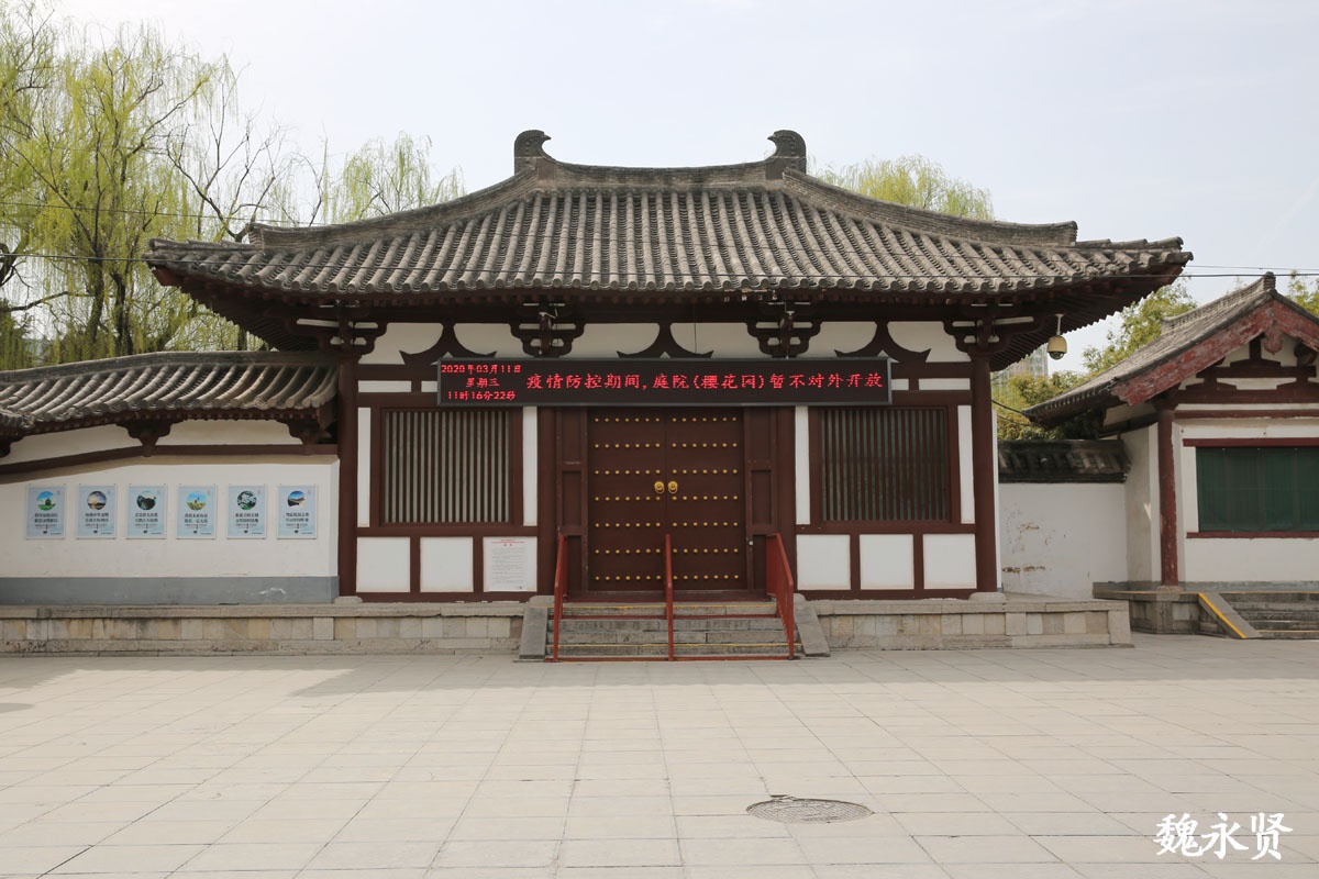 青龙寺樱花园不开放,就去大雁塔曲江池赏樱花吧,这个周末花正艳