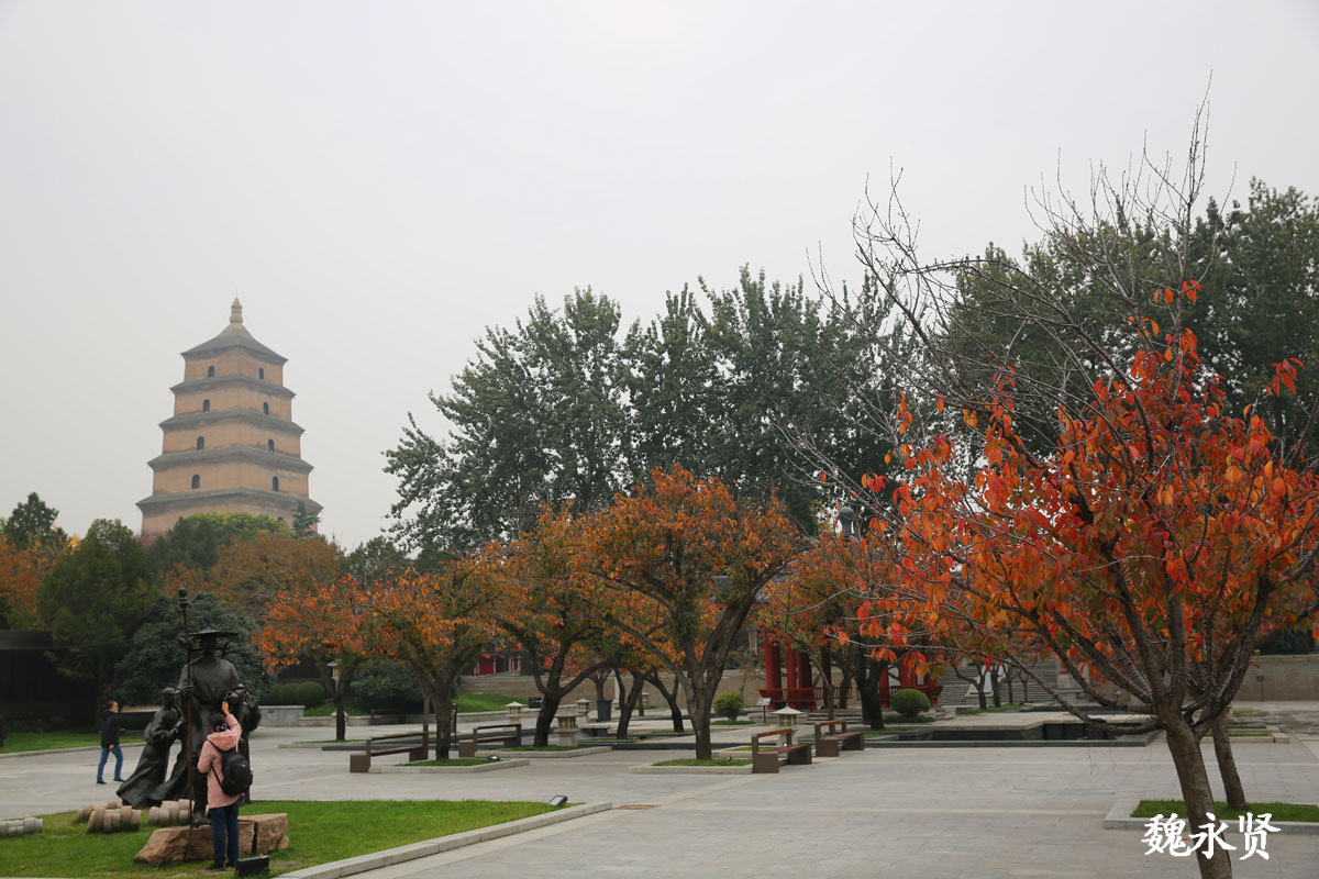 西安大雁塔四周秋色丰富,秋意浓浓,赏秋正当时