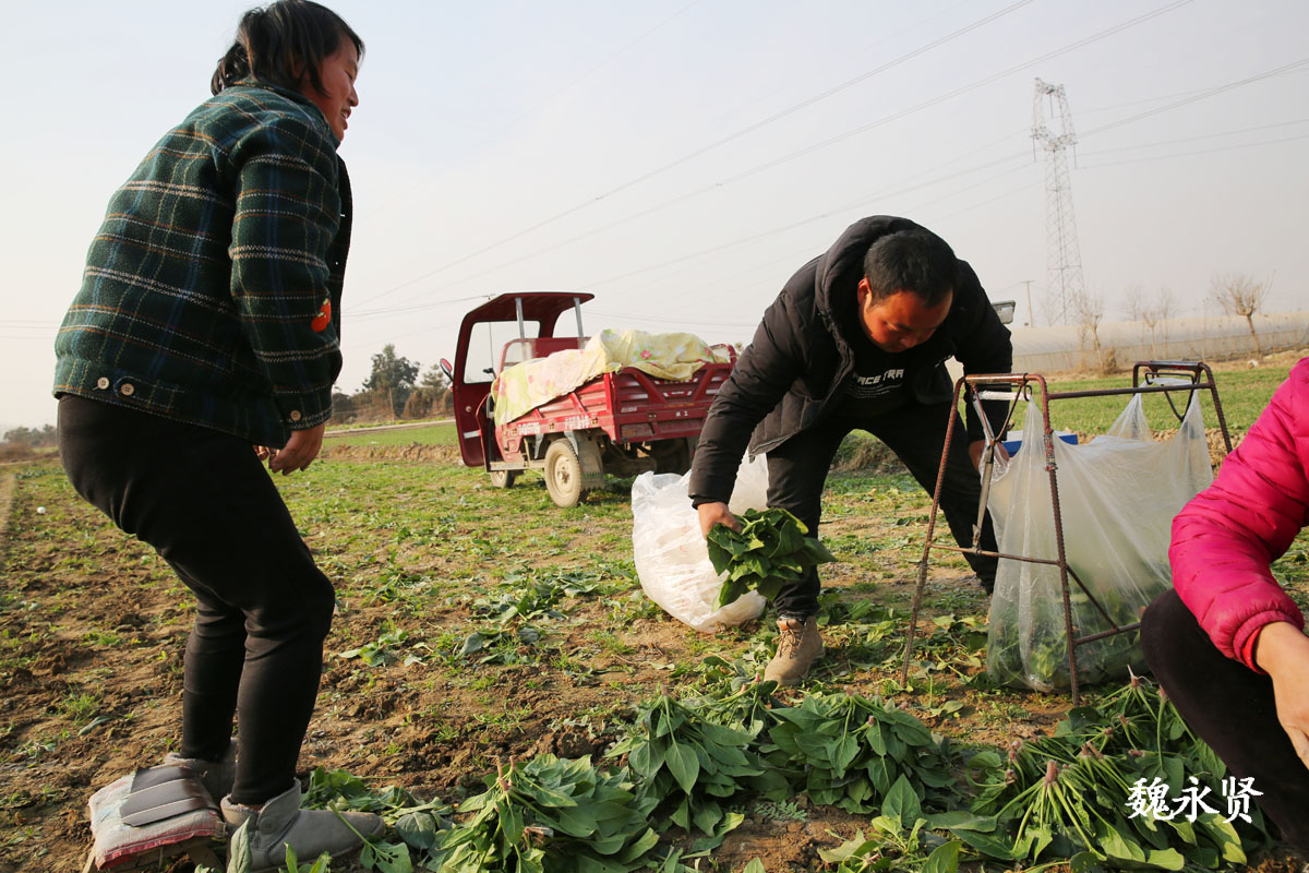 西安90后小两口回农村老家种菜种了5亩菜说比坐办公室强