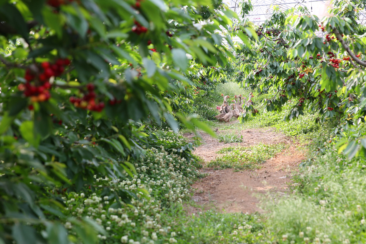 陕西铜川樱桃红了,生态樱桃园开园,迎来众多采摘客