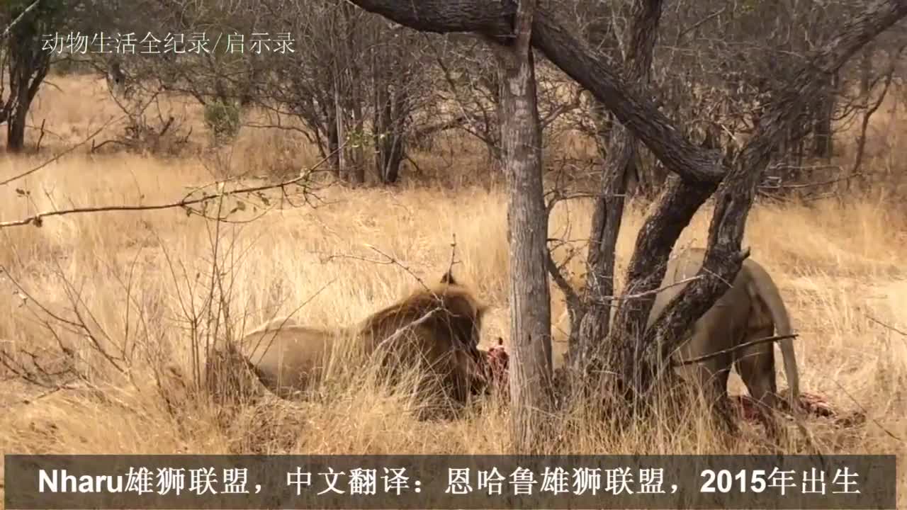 恩哈鲁雄狮联盟:吼叫示威!最后的一只幼崽,被宠上了天