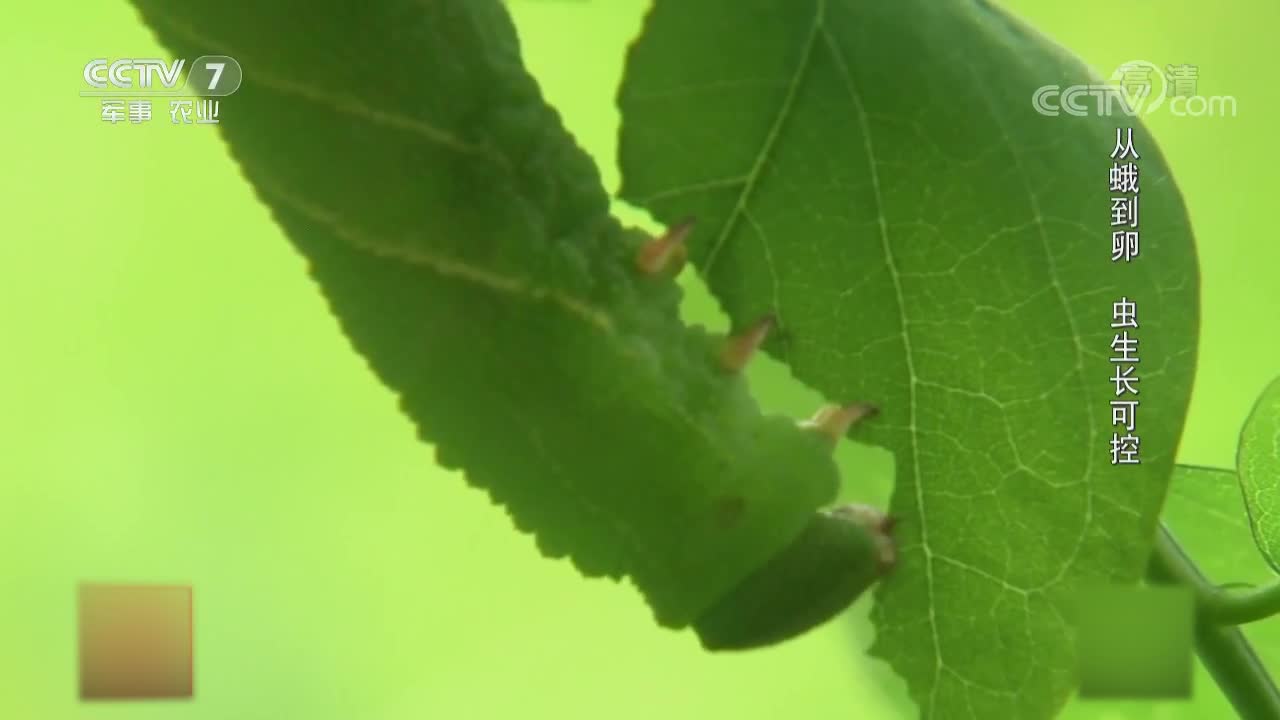 大棚种豆八豆青虫钻进土过冬后变成蛾子叫做豆天蛾