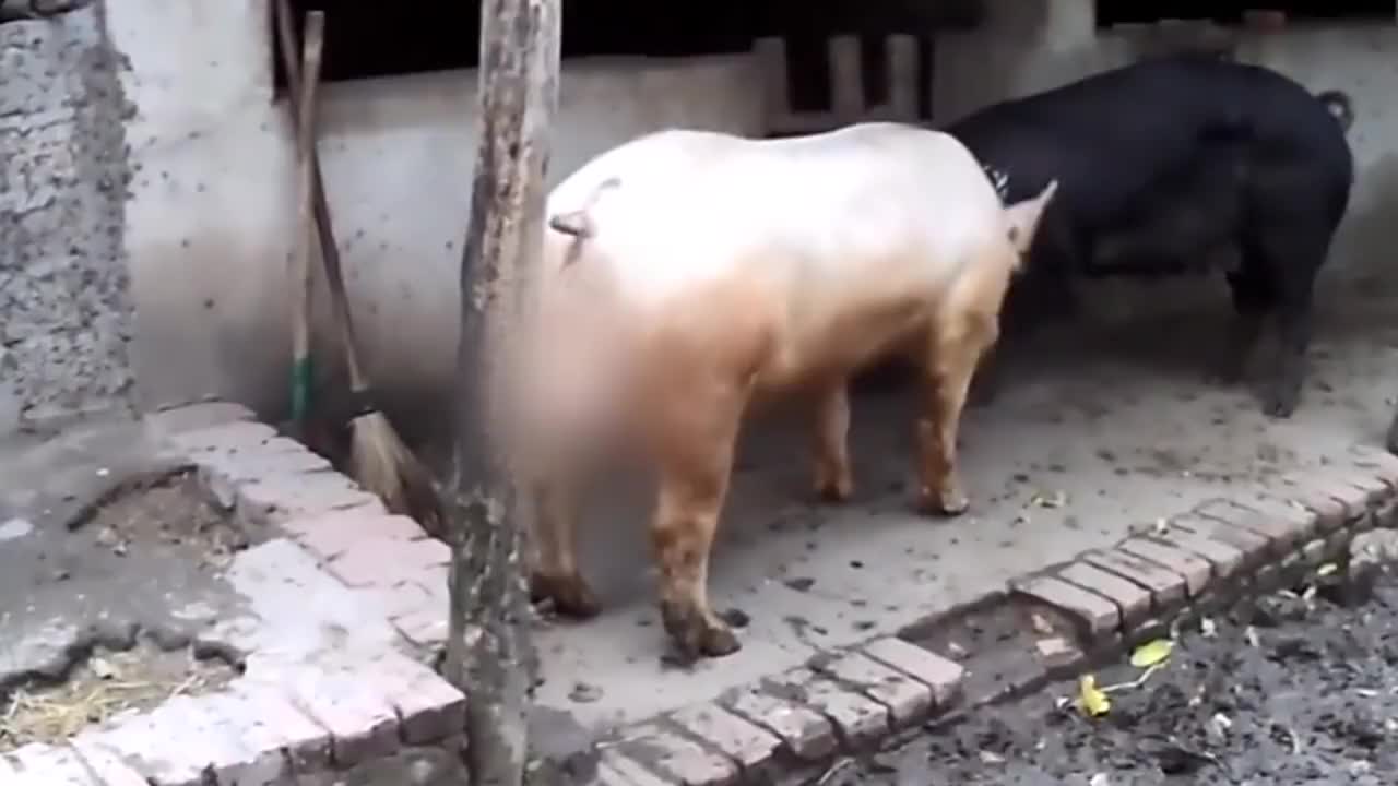 白猪和黑猪长的很是壮实,果然是黑白配,简直天生一对