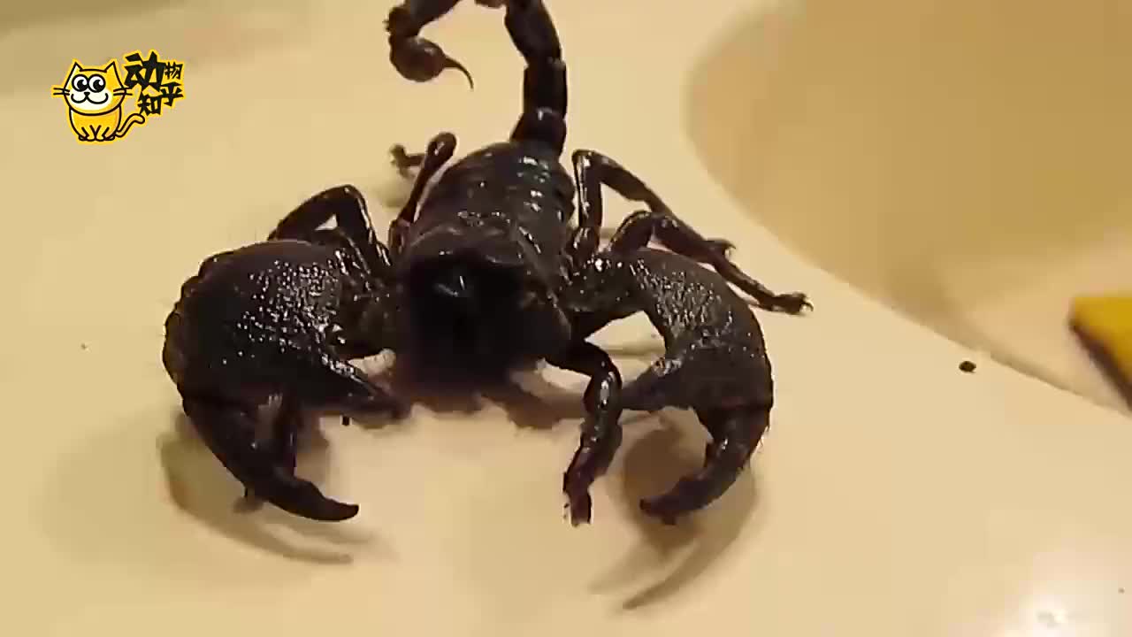 帝王蝎vs巨人蜈蚣图片