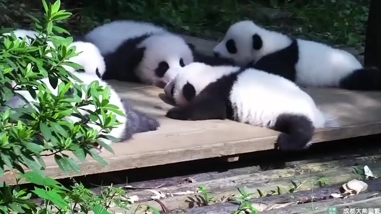 6只熊猫宝宝在地上爬来爬去,网友:太可爱了!