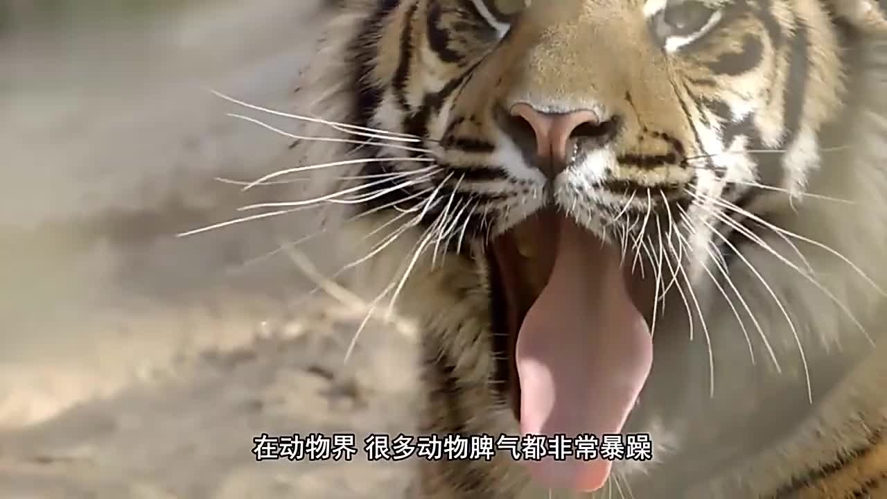 当熊猫遇上老虎,老虎的锁喉神功,对熊猫没什么用