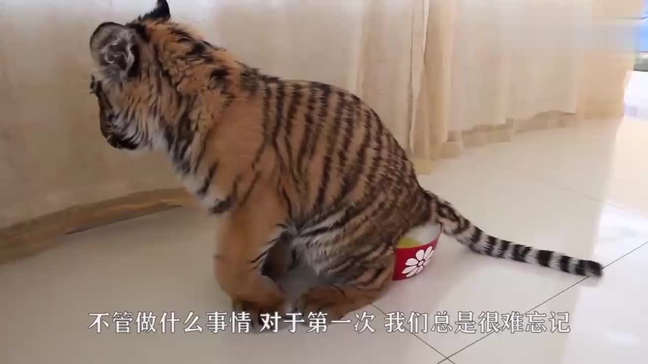 小老虎第一次学游泳,被水呛了一下,委屈的样子真是萌翻了