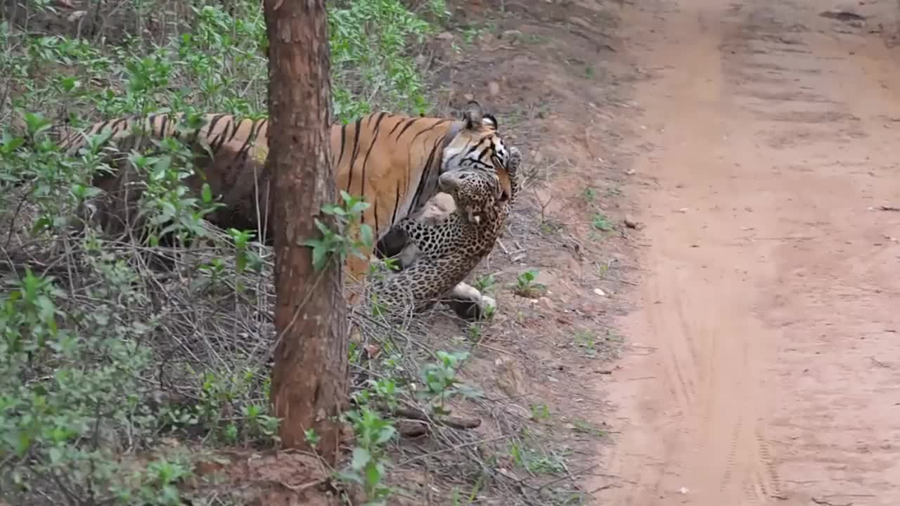 老虎在河边喝水,突然觉得身后有点不对劲,老虎立马撒腿逃跑