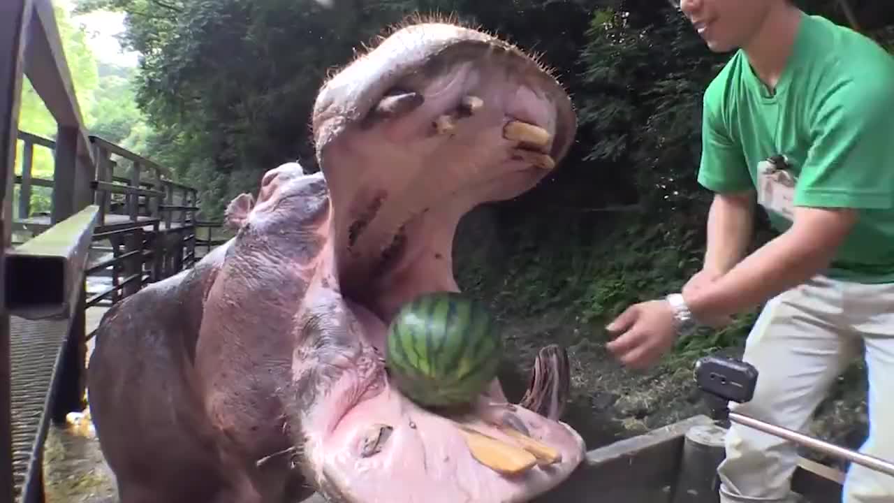 河马吃西瓜,如同大功率"粉碎机",一口一个,就是有点漏嘴!