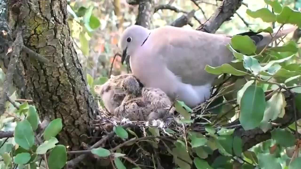 灰斑鸠嘴对嘴,喂食饥饿的幼鸟,看着好暖心