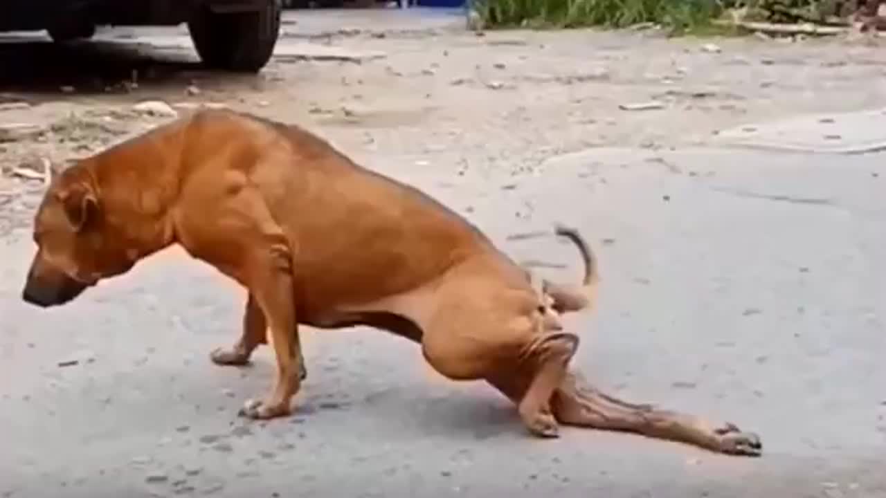 流浪狗无奈拖着不能动的后腿往前走万万没想到它居然在装可怜