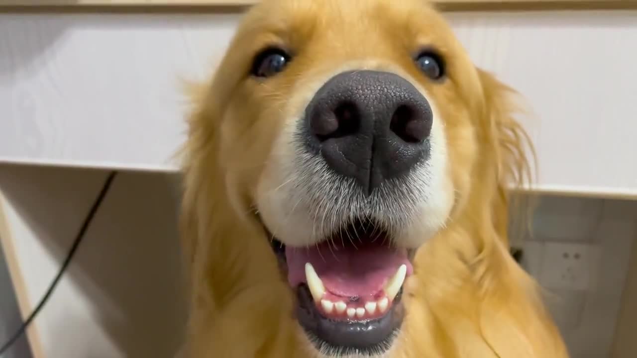 微笑的狗狗最可爱