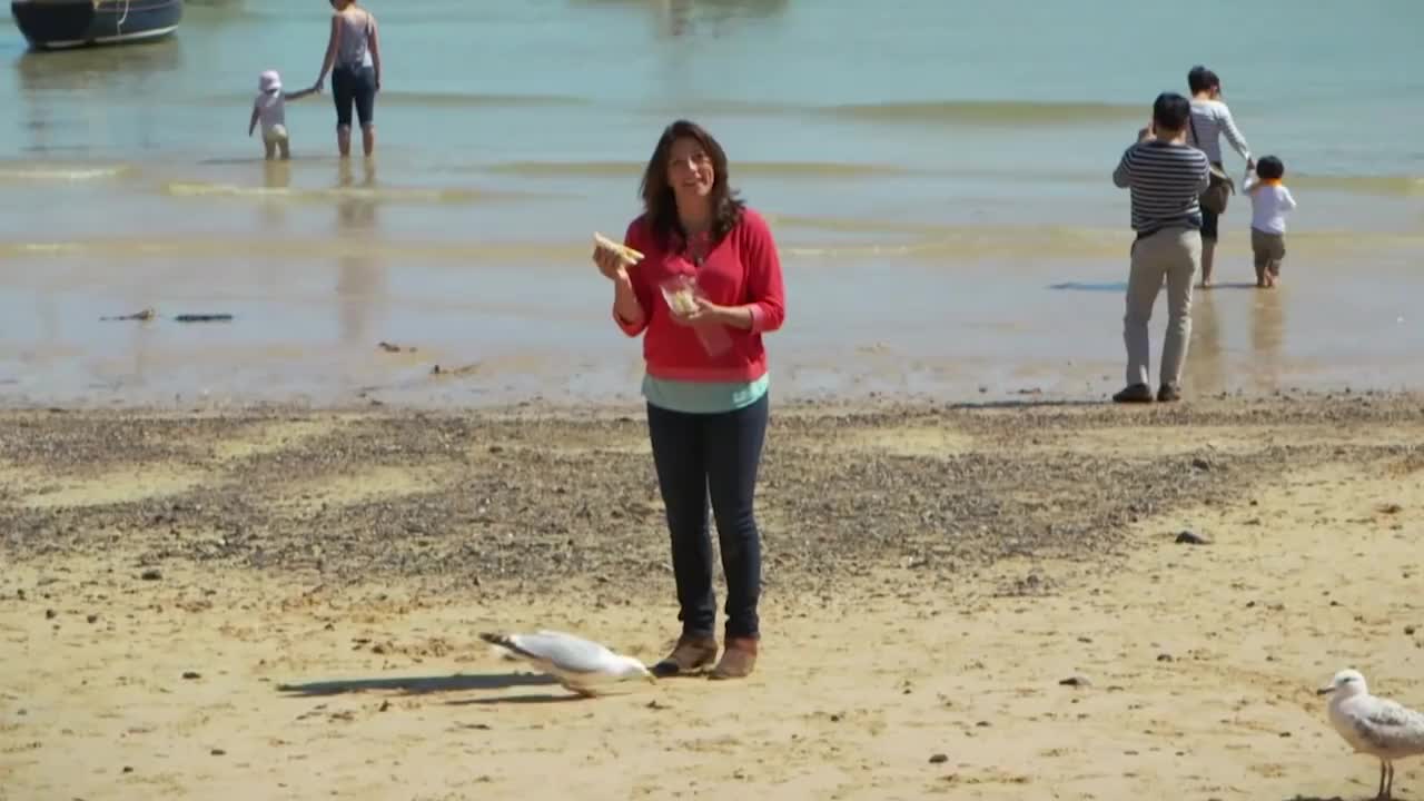 英国海鸥疯狂抢劫游客食物，专家：建议用眼神驱赶！