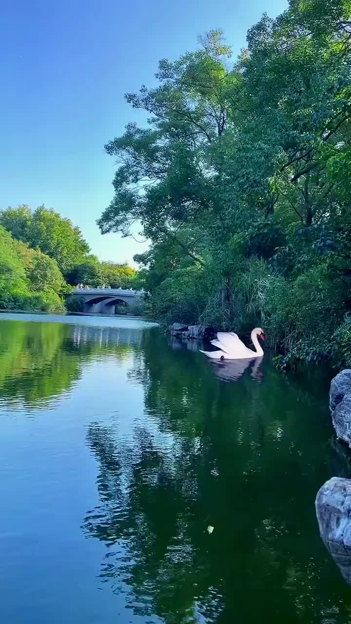 柔情似水,佳期如梦.两情若是久长时,又岂在朝朝暮暮!_手机新浪网
