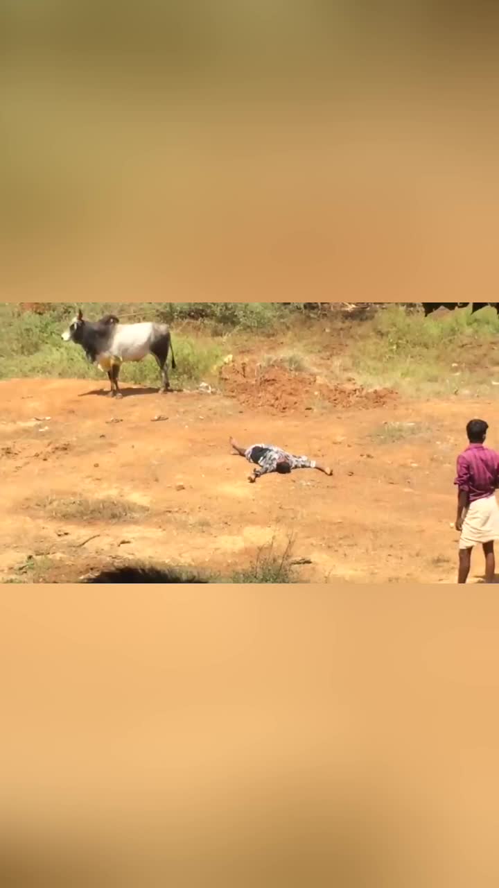 老外作死挑战躺在斗牛面前装死牛儿的反应太让人意外