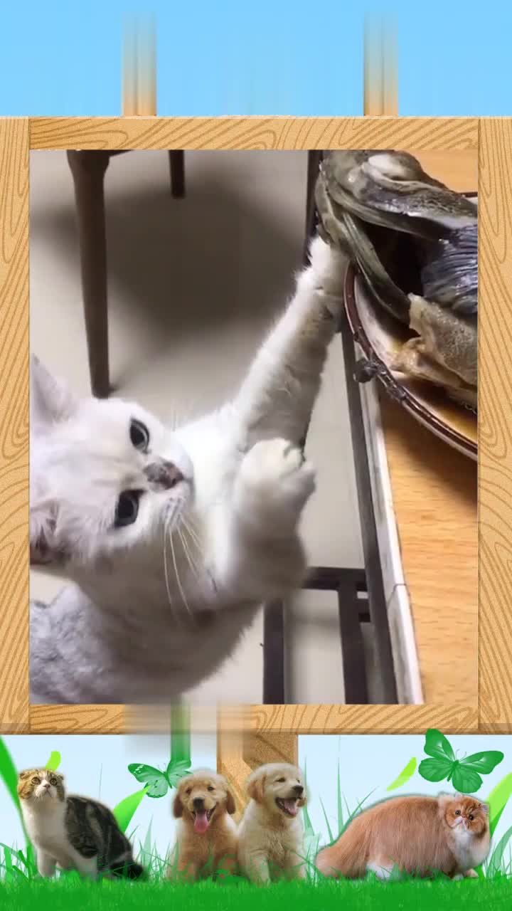 偷吃鱼的猫
