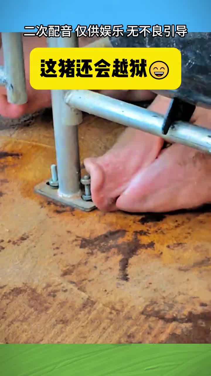 这猪也太可爱了，还会越狱