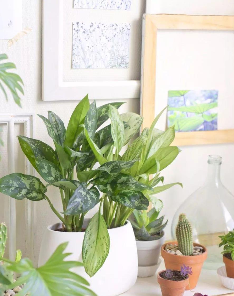 16种非常适合养在卫生间里的盆栽绿植,能净化空气,清除异味