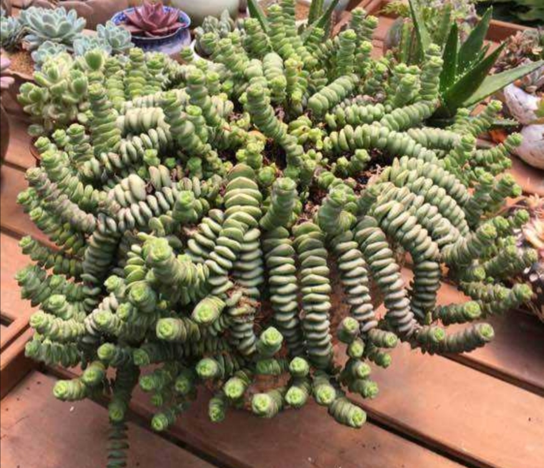 多肉钱串怎么养才能长满花盆株型更美观