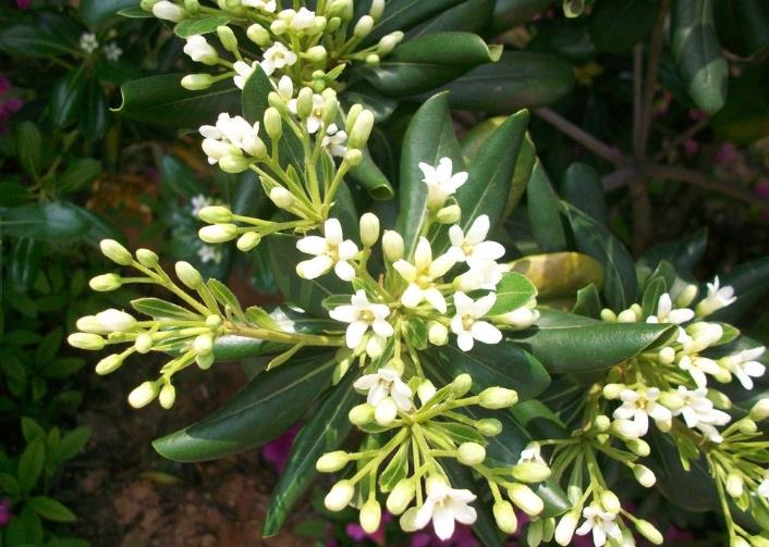 而且温度较低,这里是不建议您在室外养的,因为米兰花喜欢温暖有阳光的