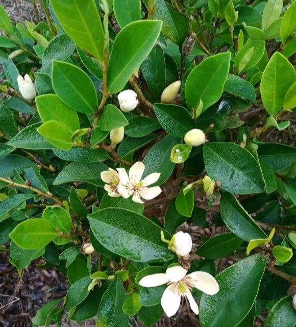 含笑(含笑的意思)