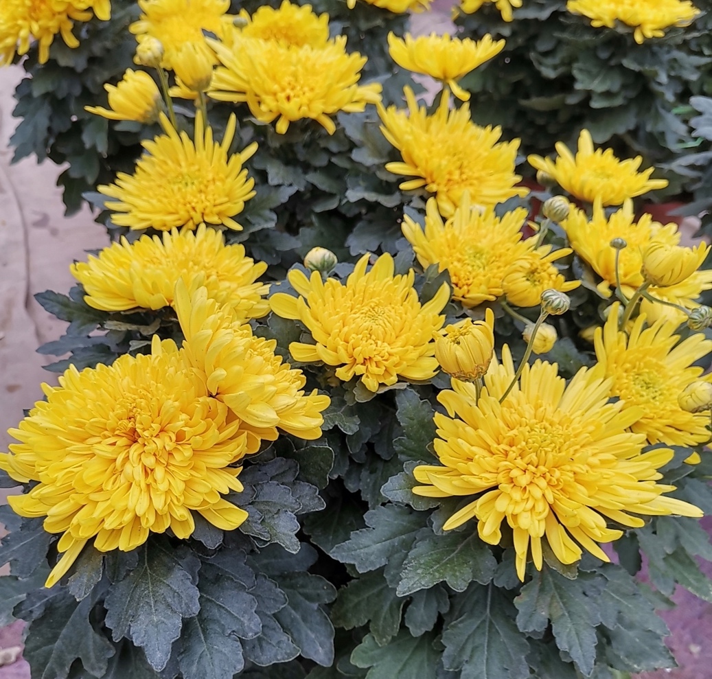 赏菊季节为菊花做好这几项养护开花会更灿烂