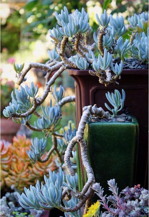 韵味十足的多肉蓝松,蓝色调满满高级感,皮实好养,长成群生老桩