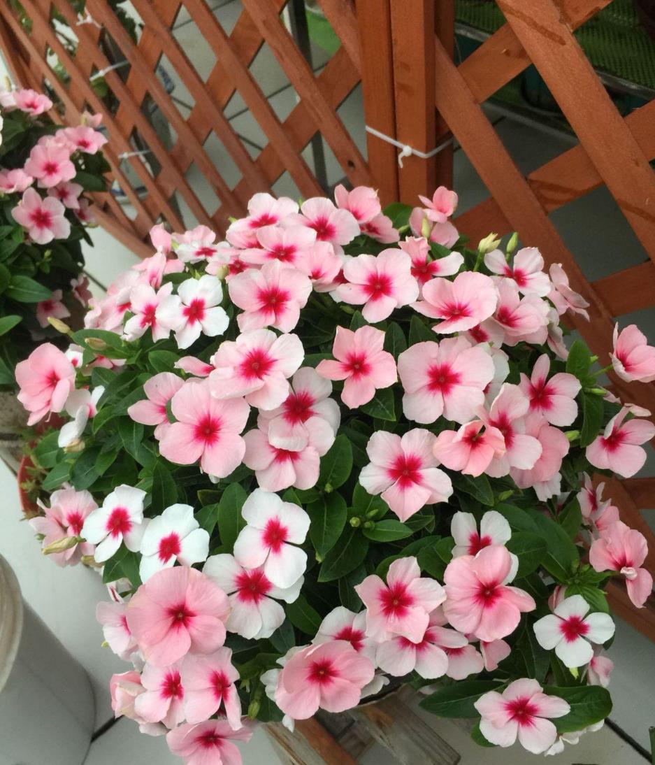 为多年生灌木植物,木本而非草本,品种众多,有垂吊的,直立的,还有爬藤